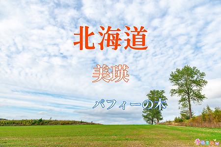 2019 홋카이도(北海道) 가을 단풍여행, 비에이(美瑛) 퍼피의 나무 (パフィーの木)