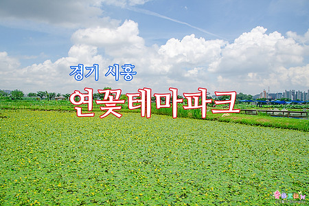 경기 시흥, 연꽃의 계절 연꽃테마파크에 가다