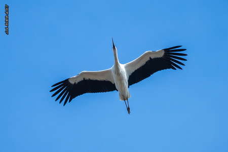흑두루미(Hooded Crane)와 황새 (Oriental White Stork)