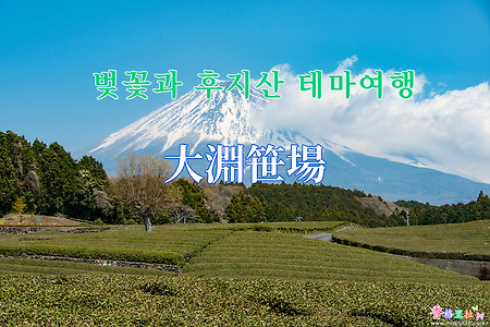 2019 벚꽃과 후지산 테마여행 - 오부치 사사바(大淵笹場) 녹차밭