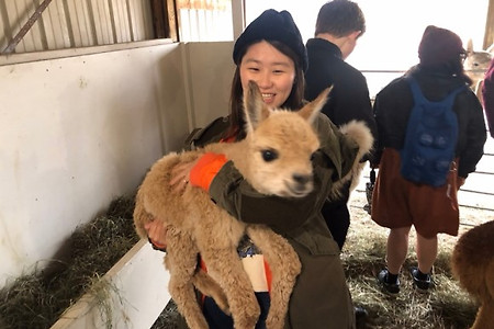 2nd National Alpaca Farm day :: 알파카 농장 투어, Grazing  Hills Alpaca Ranch 다녀오다