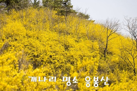 서울 봄 꽃구경 나들이, 개나리 명소 '응봉산'