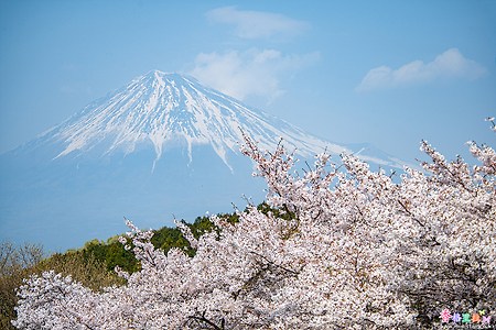 [일본] 시즈오카(静岡)의 벚꽃 명소 이와모토야마공원(岩本山公園)