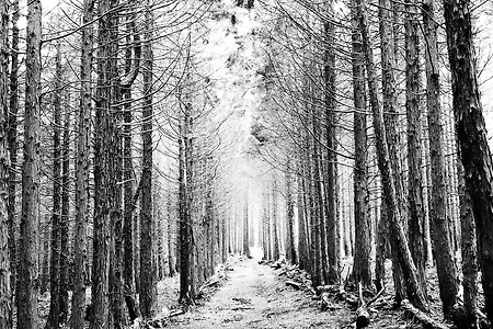 제주 편백나무숲 흑백사진