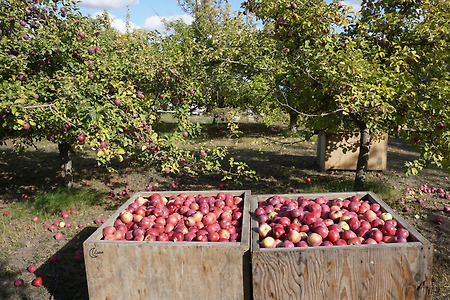가을에는 Apple picking !!! 사과로 유명한 워싱턴주, Bishop's Orchard 🍎