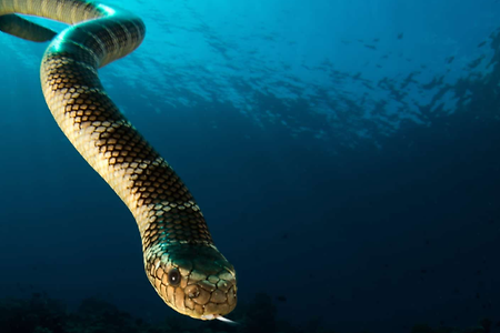 바다뱀 꿈 해몽 7가지.