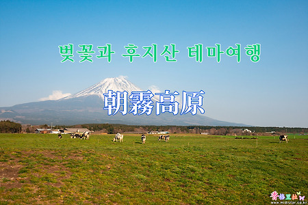 2019 벚꽃과 후지산 테마여행 - 아사기리(朝霧) 高原 젖소목장