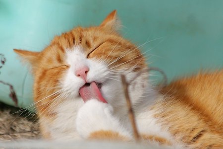 FDA, 고양이 골관절염 통증 치료제로 조에티스의 '솔렌시아' 승인