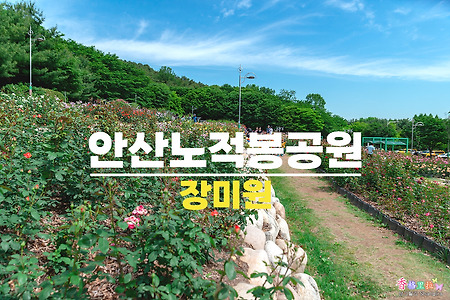 안산 노적봉공원의 장미정원