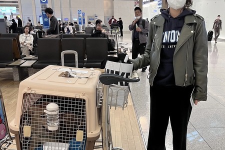 아산동물보호연대 유기견 해외이동봉사 후기 🐕✈️