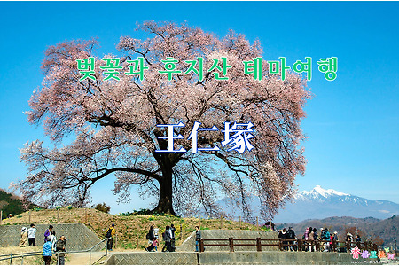 2019 벚꽃과 후지산 테마여행 - 와니추가(王仁塚), 수령 330년 된 나 홀로 벚나무