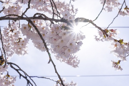 2019년 4월 8일 여의도 윤중로 봄꽃축제.