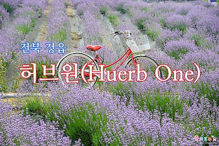 전북 정읍, 2022 라라코(라벤더, 라반딘, 코스모스) 축제중인 허브원(Herb One)