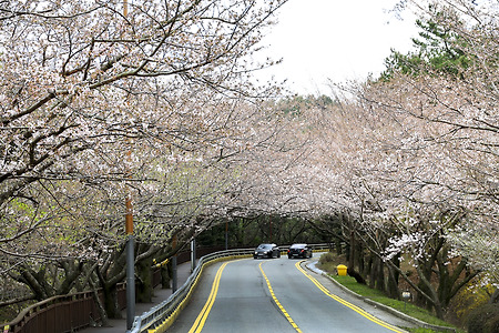 벚꽃 터널 (달맞이길. 2024.03.27.수)