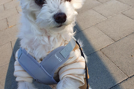 [반려견일상]인천 강아지 산책::실상은 사람 운동시키는 강아지