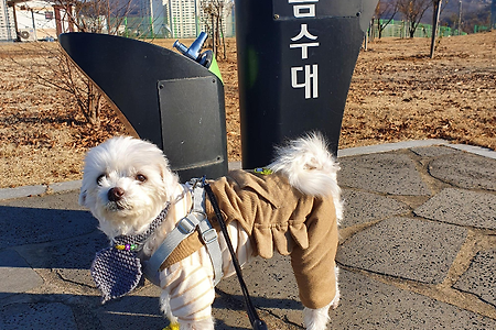 [반려견일상]강아지 목도리하고 따뜻하게 오후 산책하기