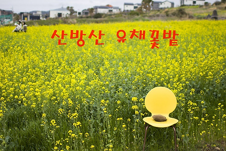 제주도 유채꽃 명소 '산방산 유채꽃밭'