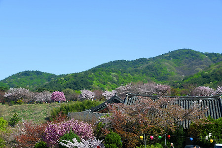 천안 각원사의 벚꽃이 아름답다