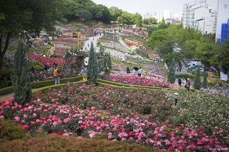 국내 최대 단일 장미공원 도담근린공원 '백만송이 장미원' - 부천 꽃구경
