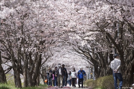 벚꽃터널이 멋진 수원 벚꽃명소 '황구지천'