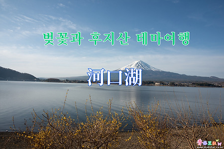 2019 벚꽃과 후지산 테마여행 - 가와구찌고(河口湖) 오이시(大石) 공원 벚꽃