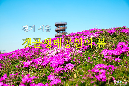 벚꽃 활짝 핀 시흥갯골 생태공원의 봄