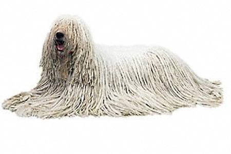 코몬도르, 세계에서 가장 두꺼운 털을 가진 개