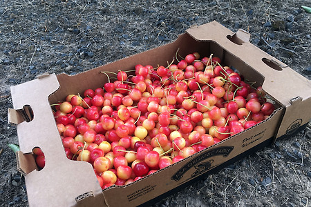 Backyard Harvest, Cherry picking volunteer, 체리따기 봉사활동