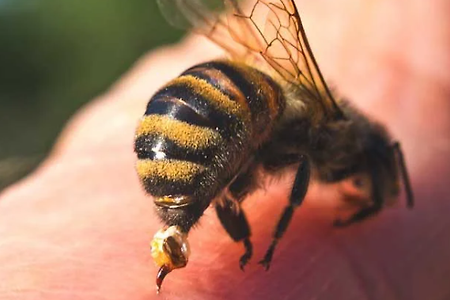 벌에 쏘이는 꿈 해몽 15가지.