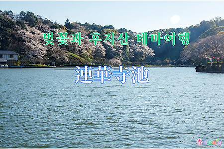 2019 벚꽃과 후지산 테마여행 - 렌게지이케 (連華寺池) 공원 벚꽃