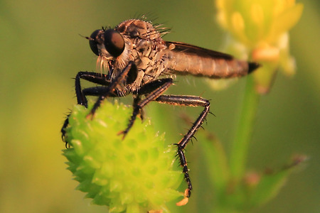 구리시민공원의 곤충들 (2011.05.28.토)