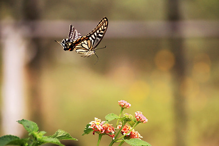 나비 날다 (나비공원. 2012.06.16.토)