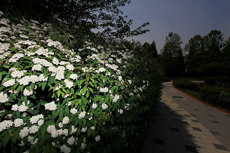 길따라 흐르는 꽃빛 (용담근린공원. 2012.05.19.토)