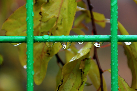 가을 비는 눈물처럼... (인천대공원. 2012.11.11.일)