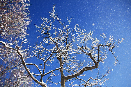 눈... 나무 (인천대공원. 2012.12.30.일)