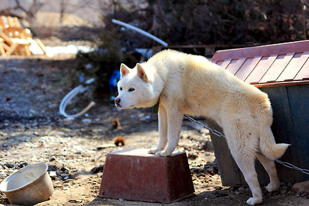 외암리 강아지들 (2011.03.02.수)
