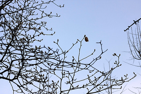마지막 잎새의 봄 (나비공원. 2011.02.13.일)