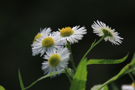 들에 핀 꽃 (수리산. 2011.06.12.일)