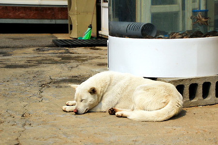 강아지의 낮잠 (대부도. 2011.03.27.일)