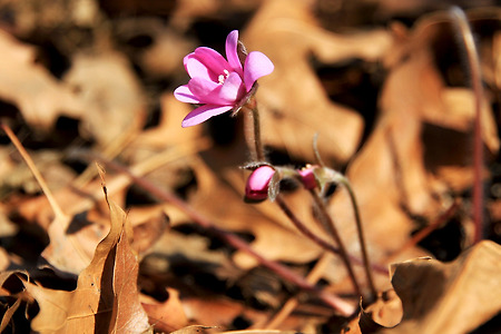 노루귀 꽃 봉오리를 꺽는 사진가... (인천대공원. 2011.03.26.토)