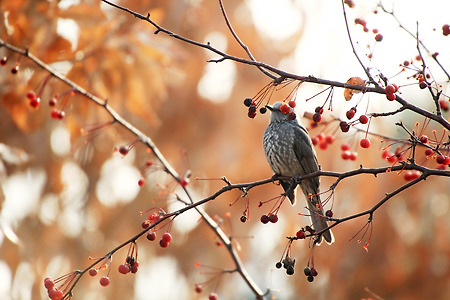 서울숲에서 만난 새들 (2013.12.25.수)