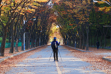 사진가들의 가을 담기 (인천대공원. 2015.10.31.토)