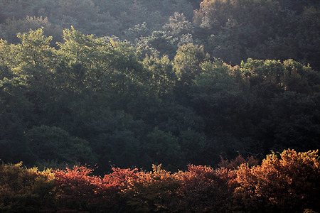 가을 빛이 머물다 (인천대공원. 2013.10.26.토)