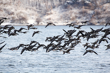 새들의 강 (강서습지생태공원. 2014.02.09.일)