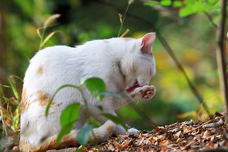 고양이 세수 (계양산산림욕장. 2015.10.25.일)