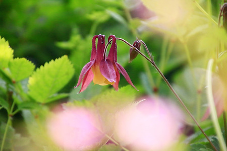 꽃... 춘몽 (나비공원. 2015.05.16.토)