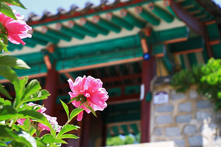 향교의 봄꽃들 (양천향교. 2017.05.14.일)