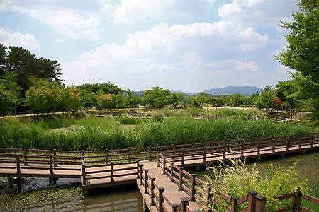 유월의 꽃들 (의왕시자연학습공원. 2015.06.21.일)