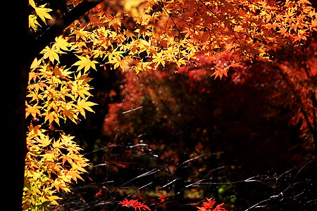 가을... 하늘도 붉고 (물향기수목원. 2013.11.10.일)