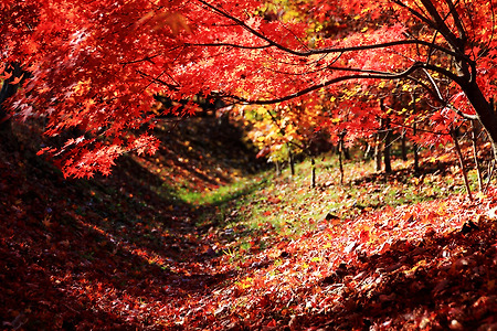 가을... 땅도 붉고 (물향기수목원. 2013.11.10.일)